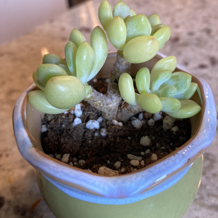 Sedum clavatum succulent in a small pot with visible soil, appearing healthy.