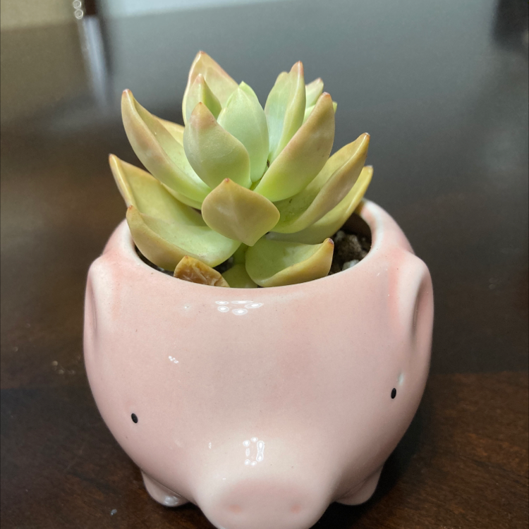 Photo of the plant species Graptosedum 'Alpenglow' by Angelica named Paraguyense on Greg, the plant care app