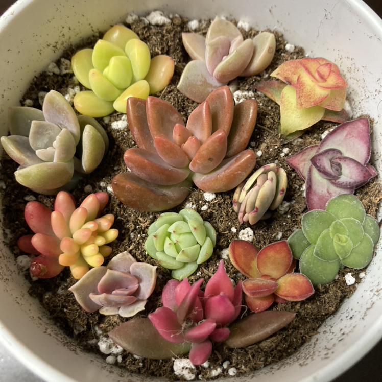 Photo of the plant species Purdy's Stonecrop by Angelica named Mix babies on Greg, the plant care app