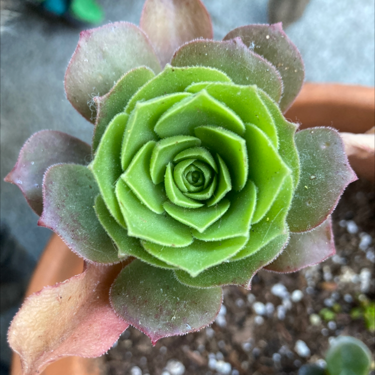 Photo of the plant species Aeonium Arboreum by Angelica named Biggie on Greg, the plant care app