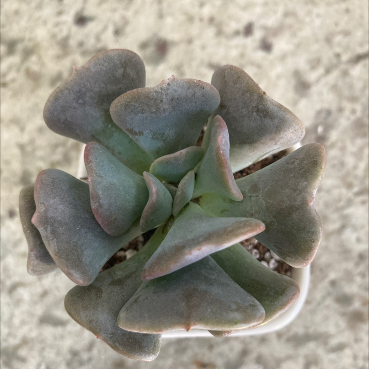 Photo of the plant species Echeveria 'Cubic Frost™' by Angelica named Cubie on Greg, the plant care app