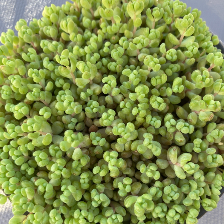 Close-up of a healthy Purdy's Stonecrop with dense, green succulent leaves.