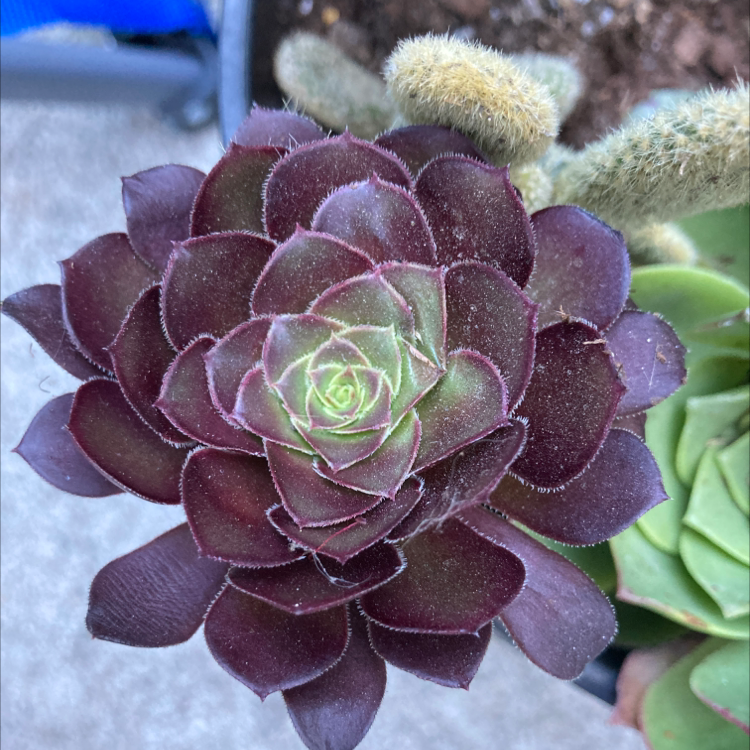 Photo of the plant species Aeonium Arboreum by Angelica named Black Flower on Greg, the plant care app