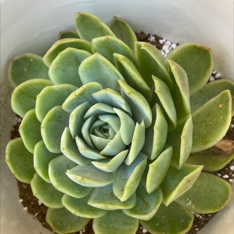 Photo of the plant species Echeveria Elegans by Angelica named Mama E on Greg, the plant care app