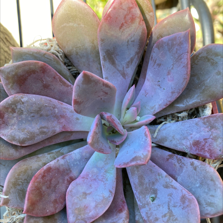 Photo of the plant species Graptoveria 'Debbie' by Angelica named Debbie on Greg, the plant care app