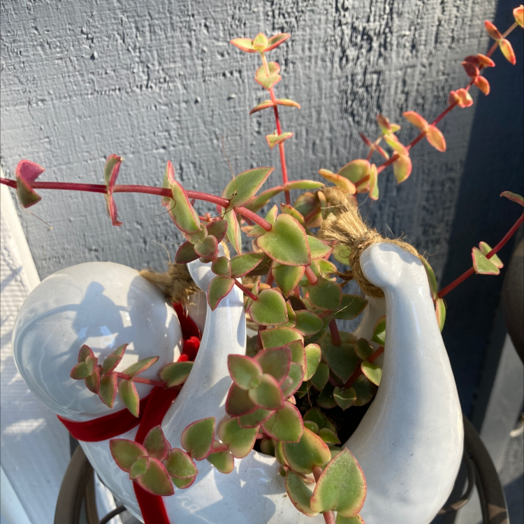 Calico Kitten plant in a decorative white pot with vibrant variegated leaves.
