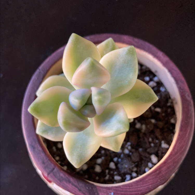 Photo of the plant species Porcelain Plant by Angelica named Tricolor on Greg, the plant care app