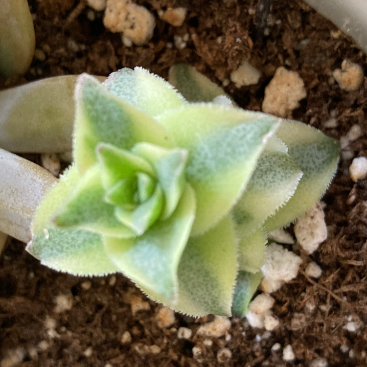 Photo of the plant species Variegated String of Buttons by Angelica named Your plant on Greg, the plant care app