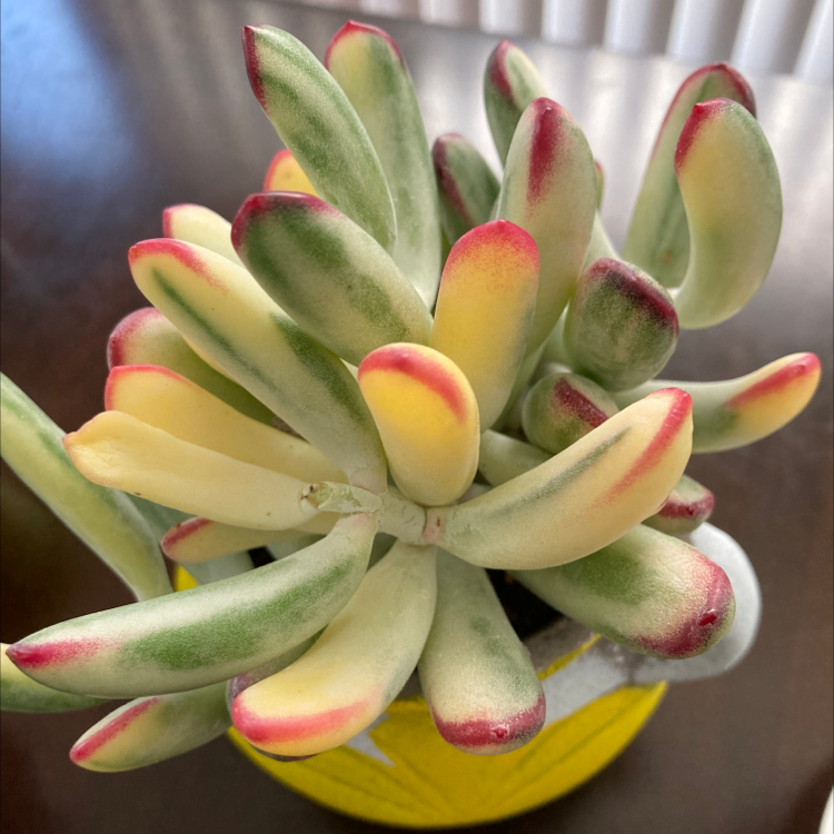 Photo of the plant species Unicorn plant by Angelica named Cotyledon on Greg, the plant care app
