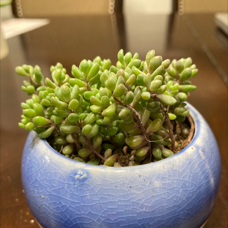 Healthy White Stonecrop succulent in a blue pot with visible soil.