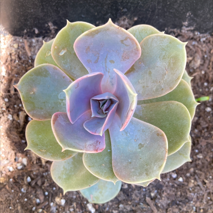 Echeveria 'Perle von Nurnberg' succulent with well-formed rosette leaves in visible soil.