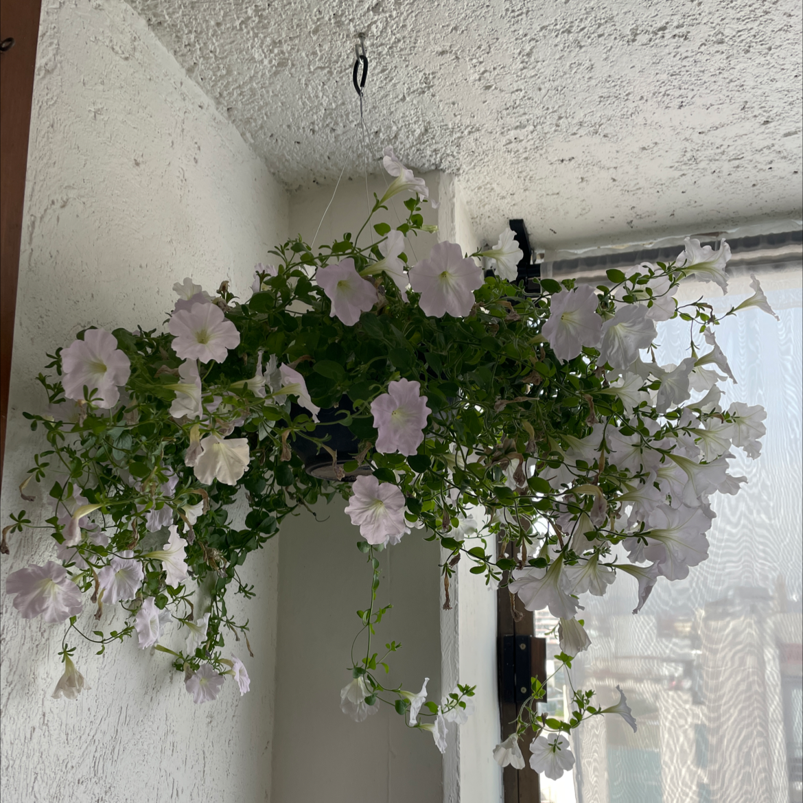 Appalachia False Bindweed plant photo by @FrancescaStaMaria named Gloria on Greg, the plant care app.