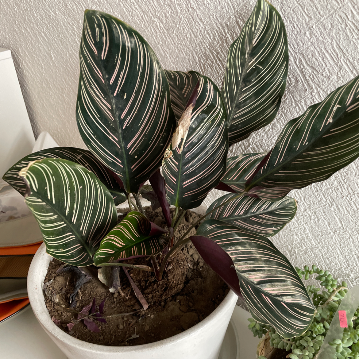 Pinstripe Calathea plant in a white pot with distinctive striped leaves and minor browning.