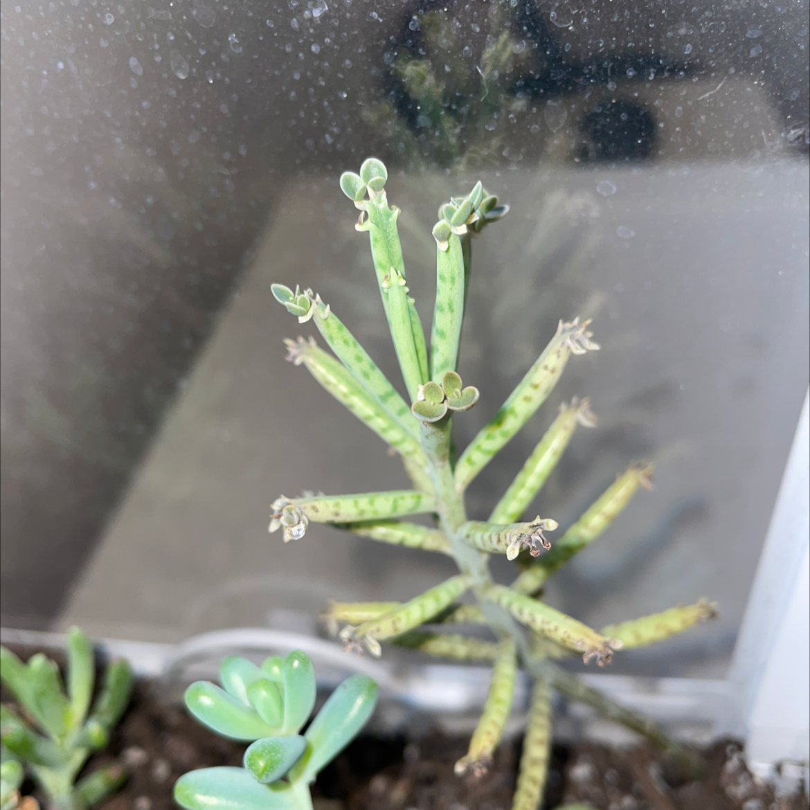 Healthy Mother of Millions succulent plant with cylindrical leaves covered in tiny plantlets, growing in well-draining soil mix.