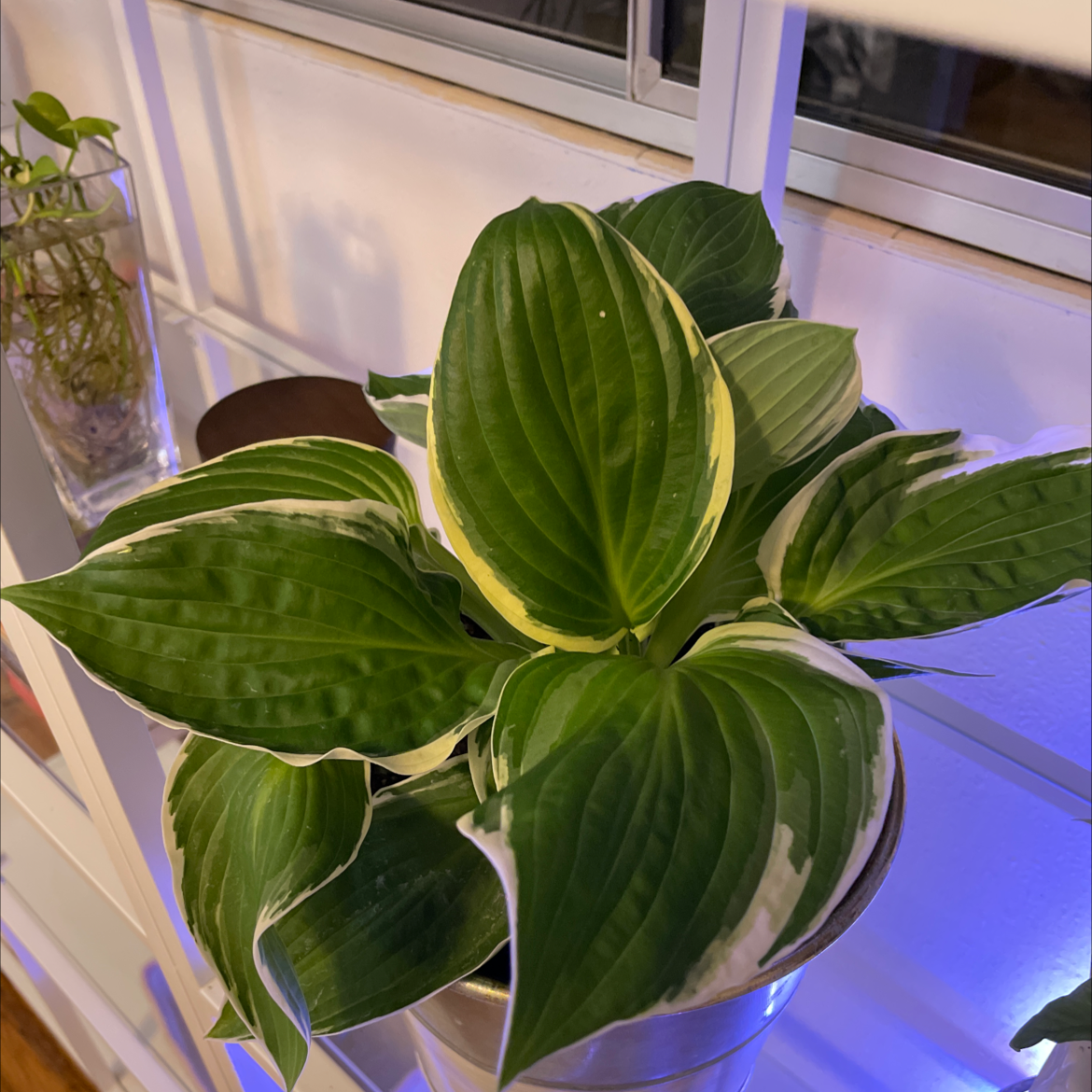 Photo of the plant species Hosta sieboldii by @Pottingplants named Hosta fortunei on Greg, the plant care app