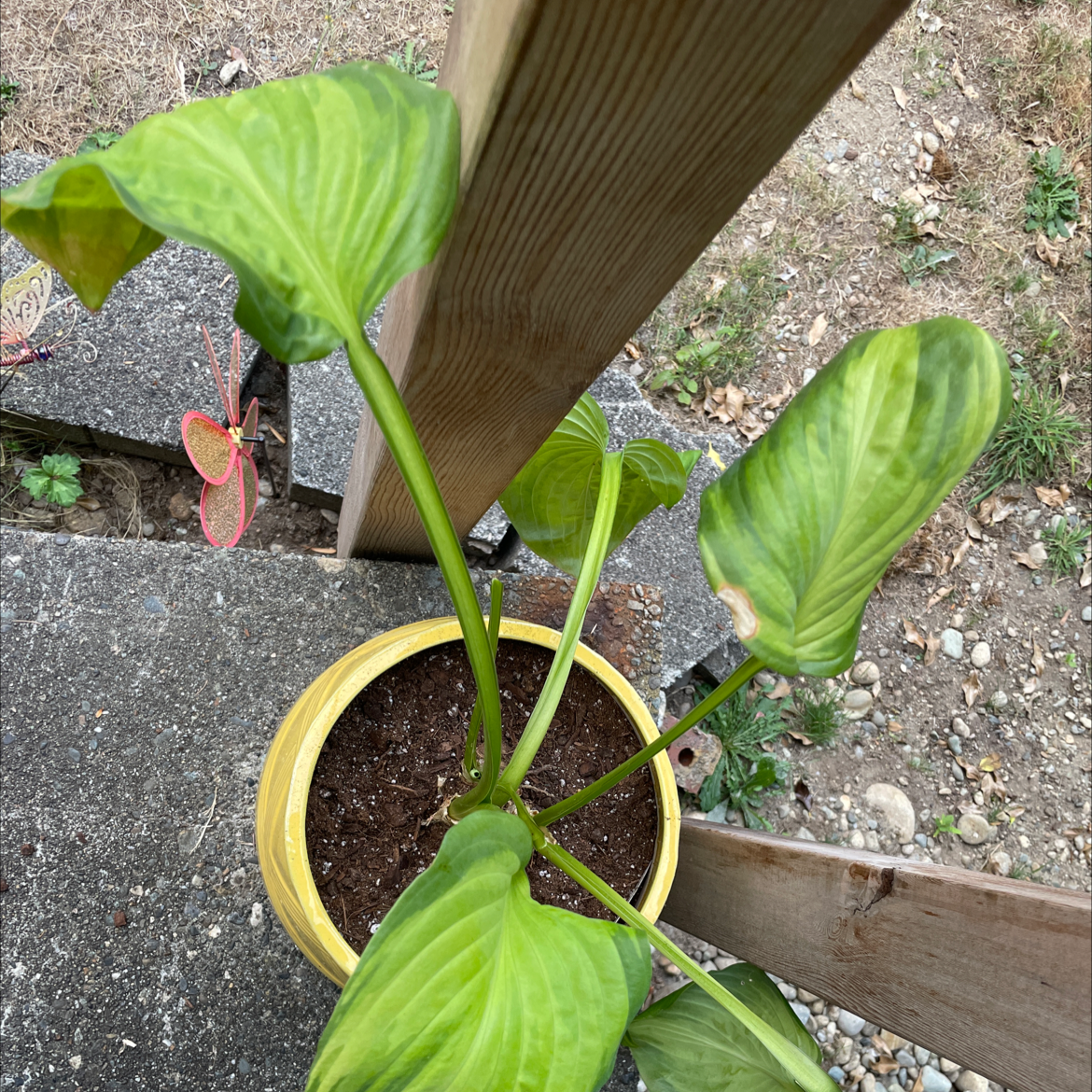 Photo of the plant species Hosta 'Satisfaction' by @Pottingplants named Figyonce on Greg, the plant care app