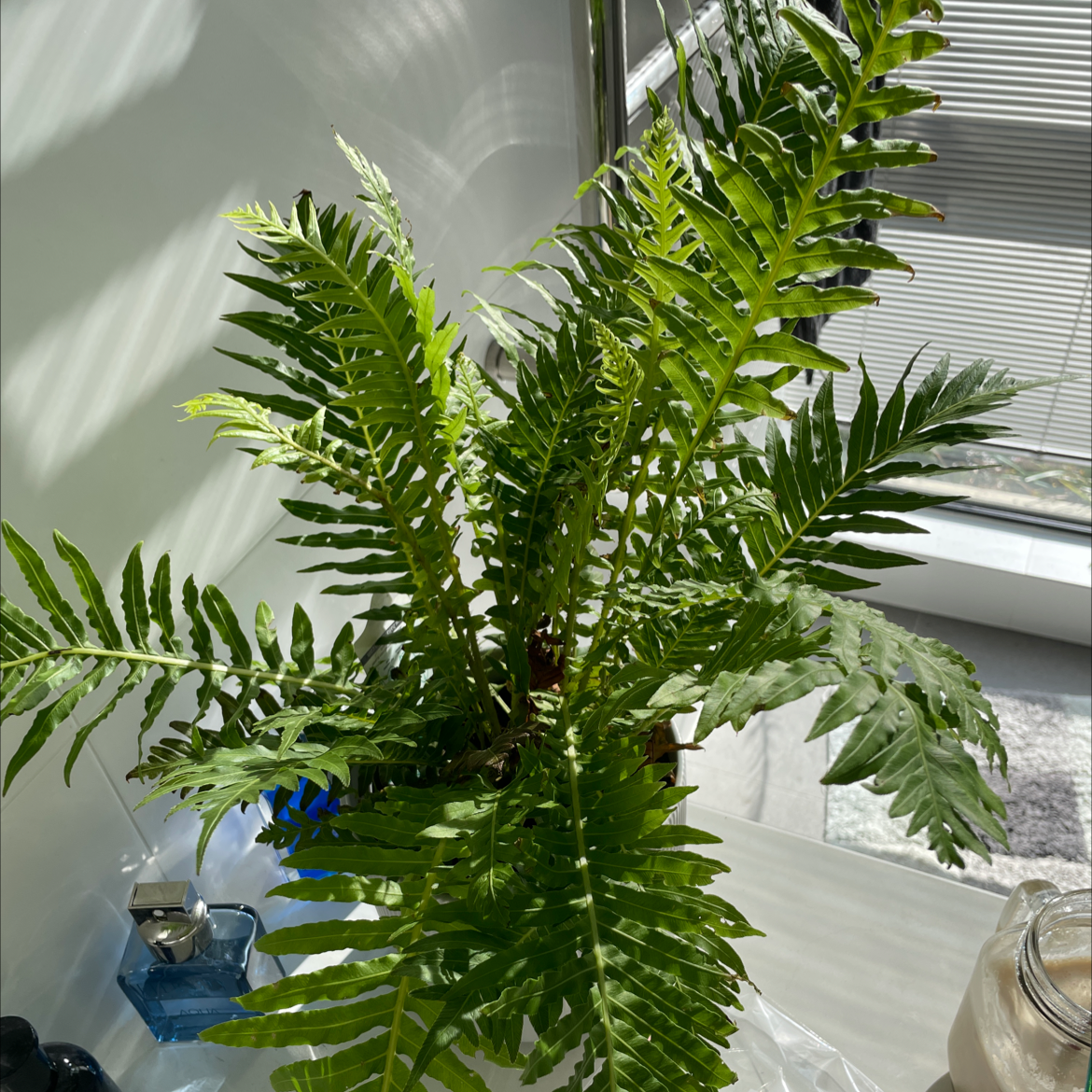 Healthy Southern Polypody plant with vibrant green fronds in a well-lit indoor setting.