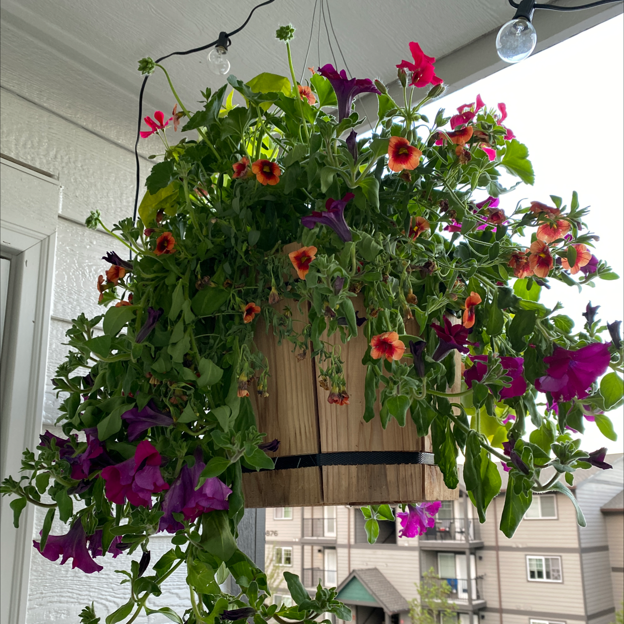 Hanging basket with vibrant Million Bells flowers in pink, purple, and orange.