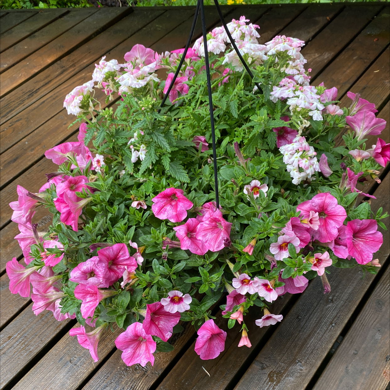 Hanging basket of Million Bells (Calibrachoa) with pink and white flowers on a wooden deck.