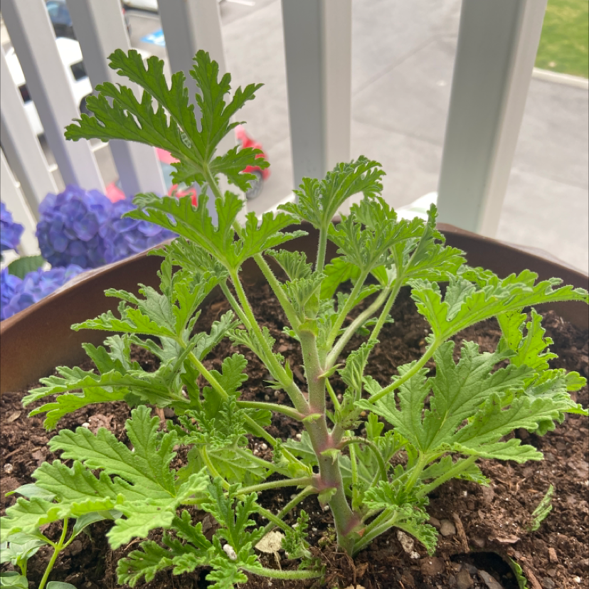 Sweet Scented Geranium plant in a pot with healthy green leaves and visible soil.