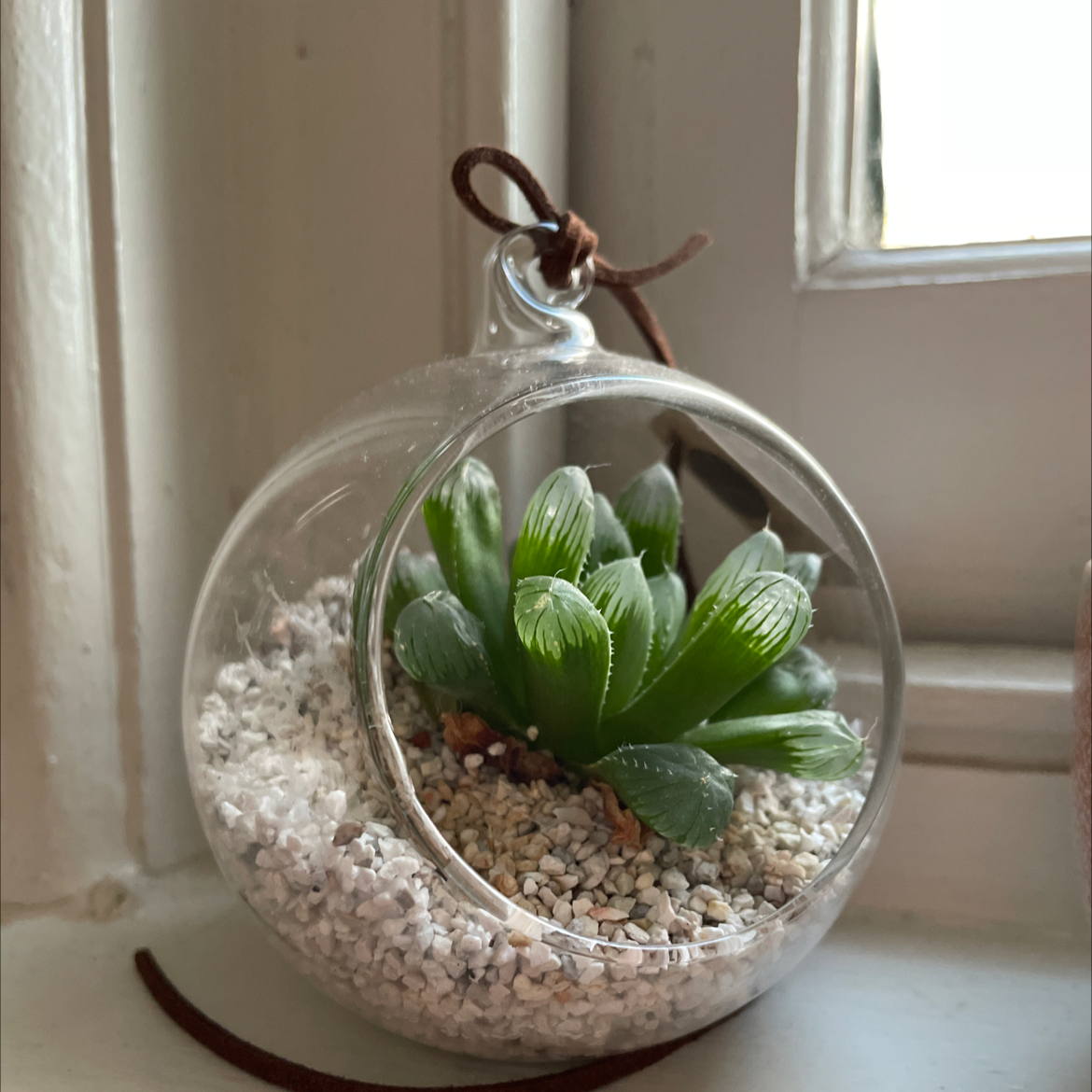 Photo of the plant species haworthia cooperi 'Truncata' by @alina_crispino named gulliver on Greg, the plant care app