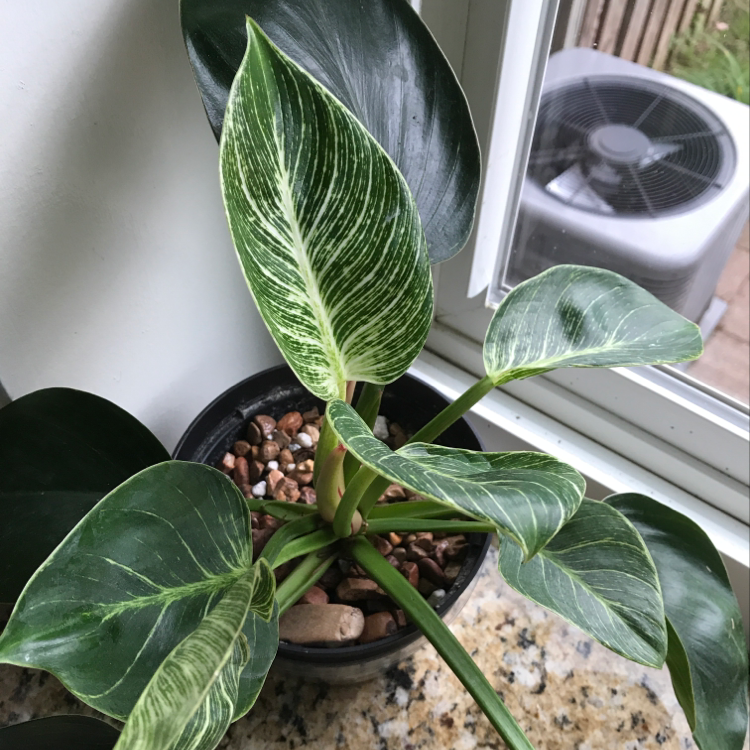 Healthy Blushing Philodendron plant with glossy green and pink-tinged leaves, potted in soil on a windowsill.