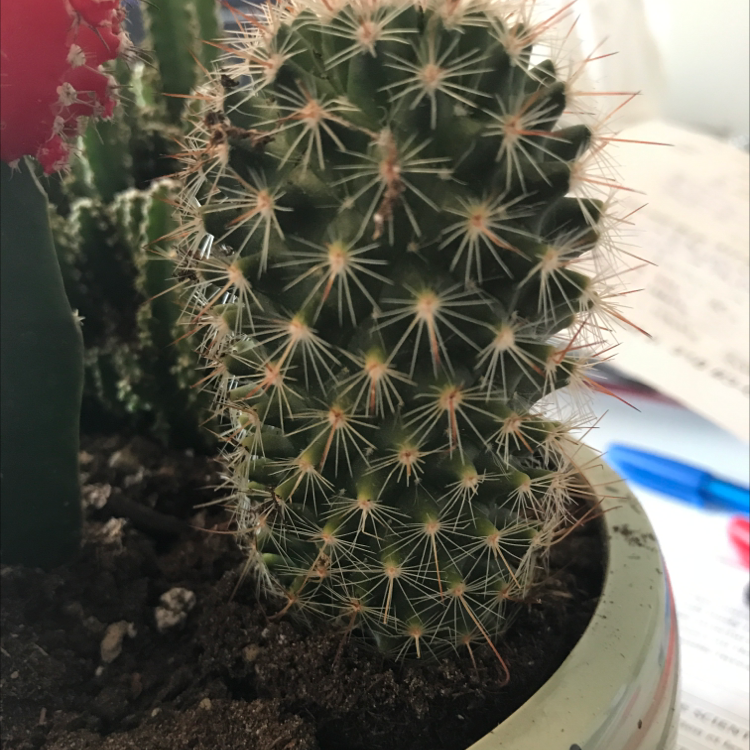 Silver Torch Cactus with healthy green coloration and well-defined spines in a pot.