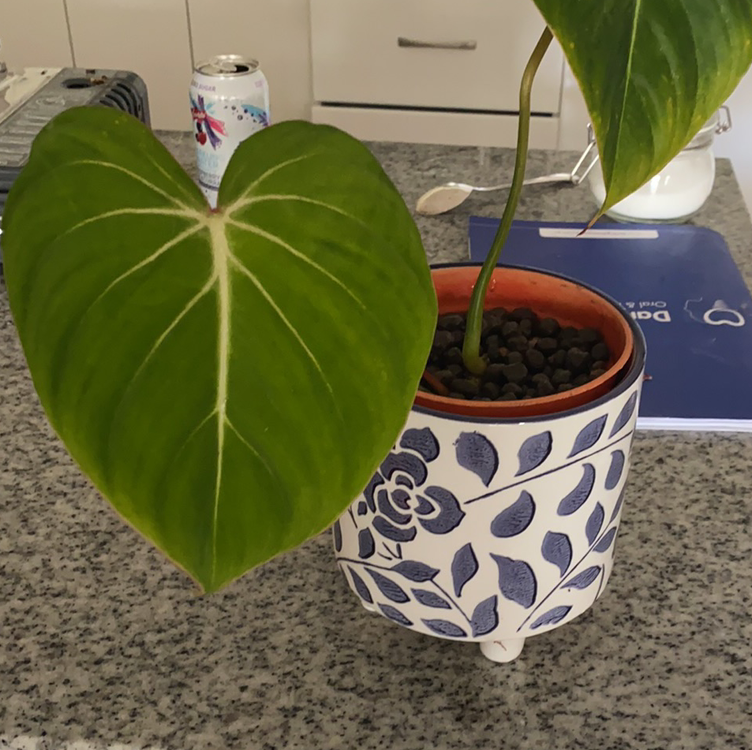 Philodendron gloriosum plant in a decorative pot with vibrant green leaves.