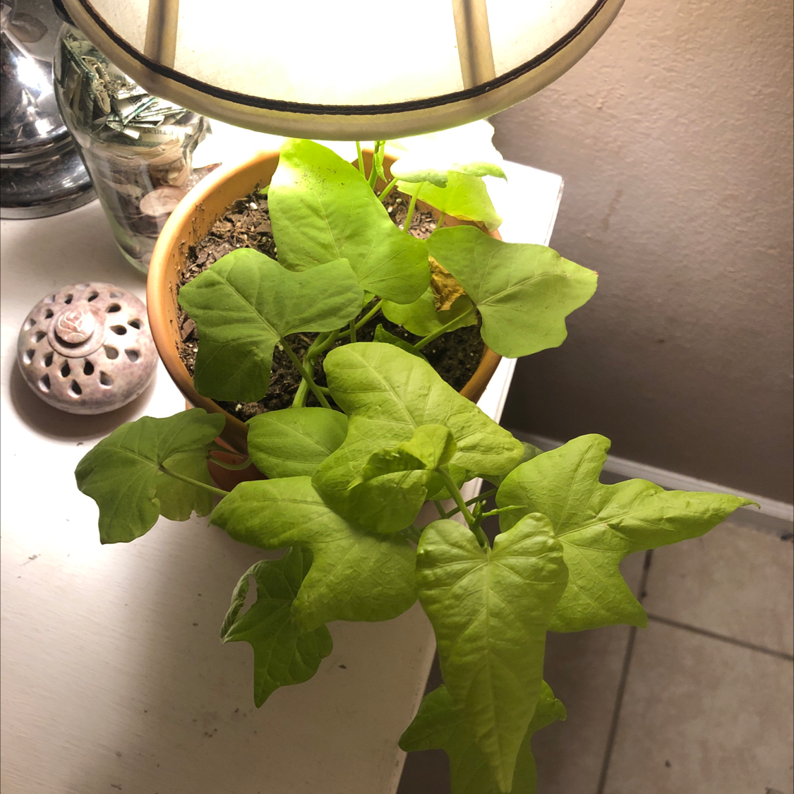 A thriving Sweet Potato Vine plant with lush, vibrant green leaves, growing in a small terracotta pot.