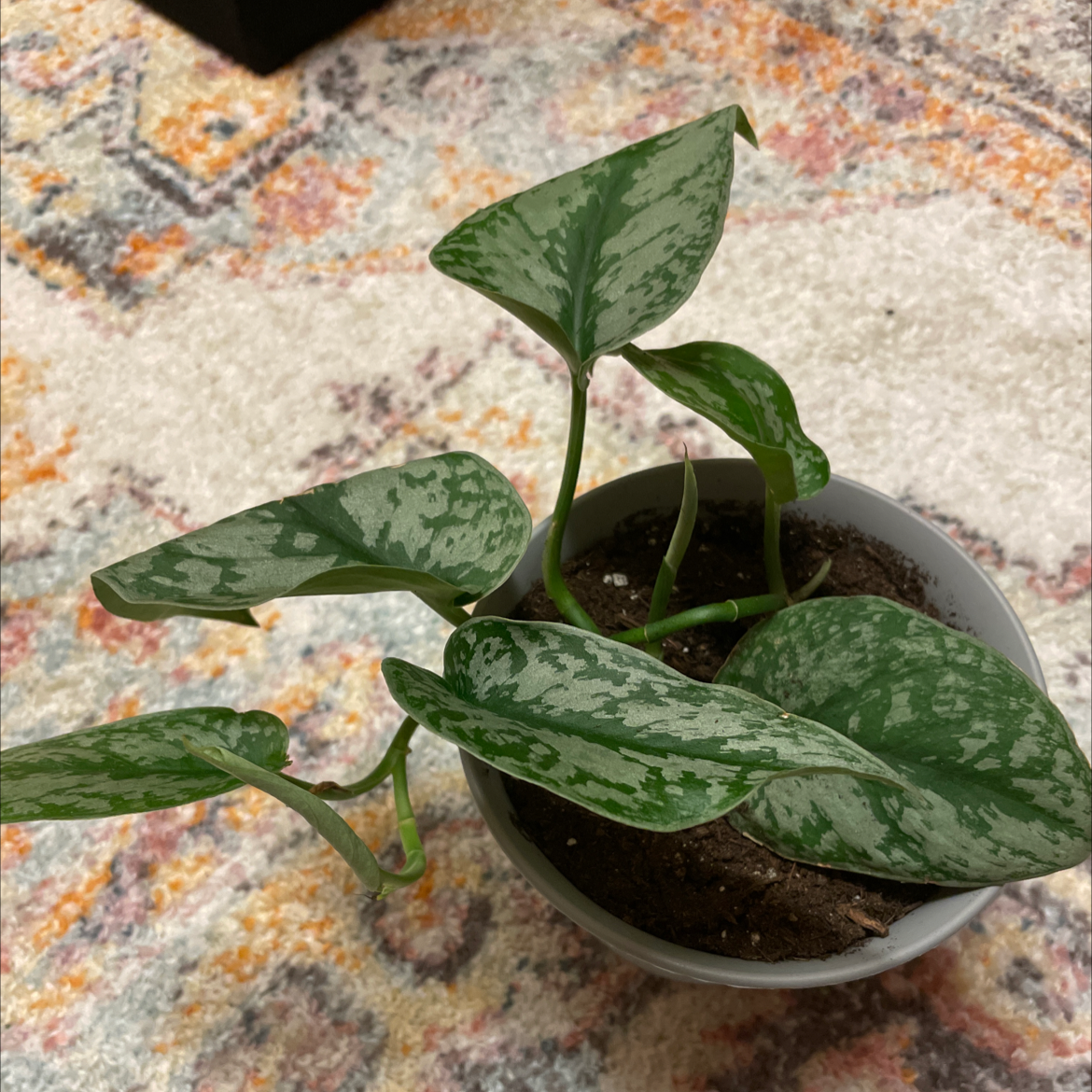 Satin Pothos plant photo by @jordanwhitney3 named Dionysus on Greg, the plant care app.