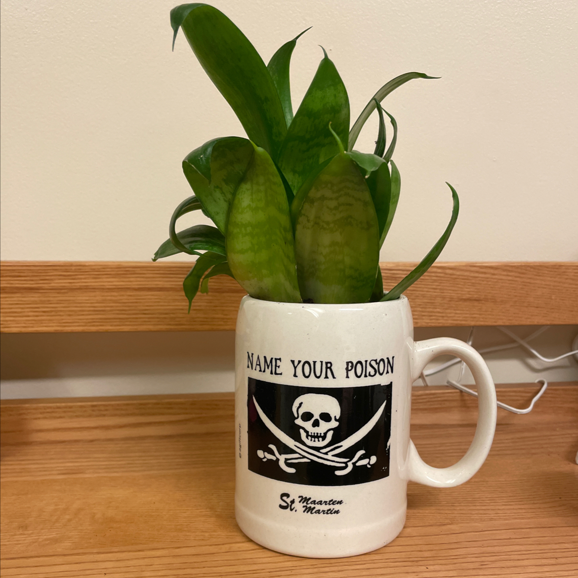 Snake Plant plant photo by @jordanwhitney3 named Aristotle on Greg, the plant care app.