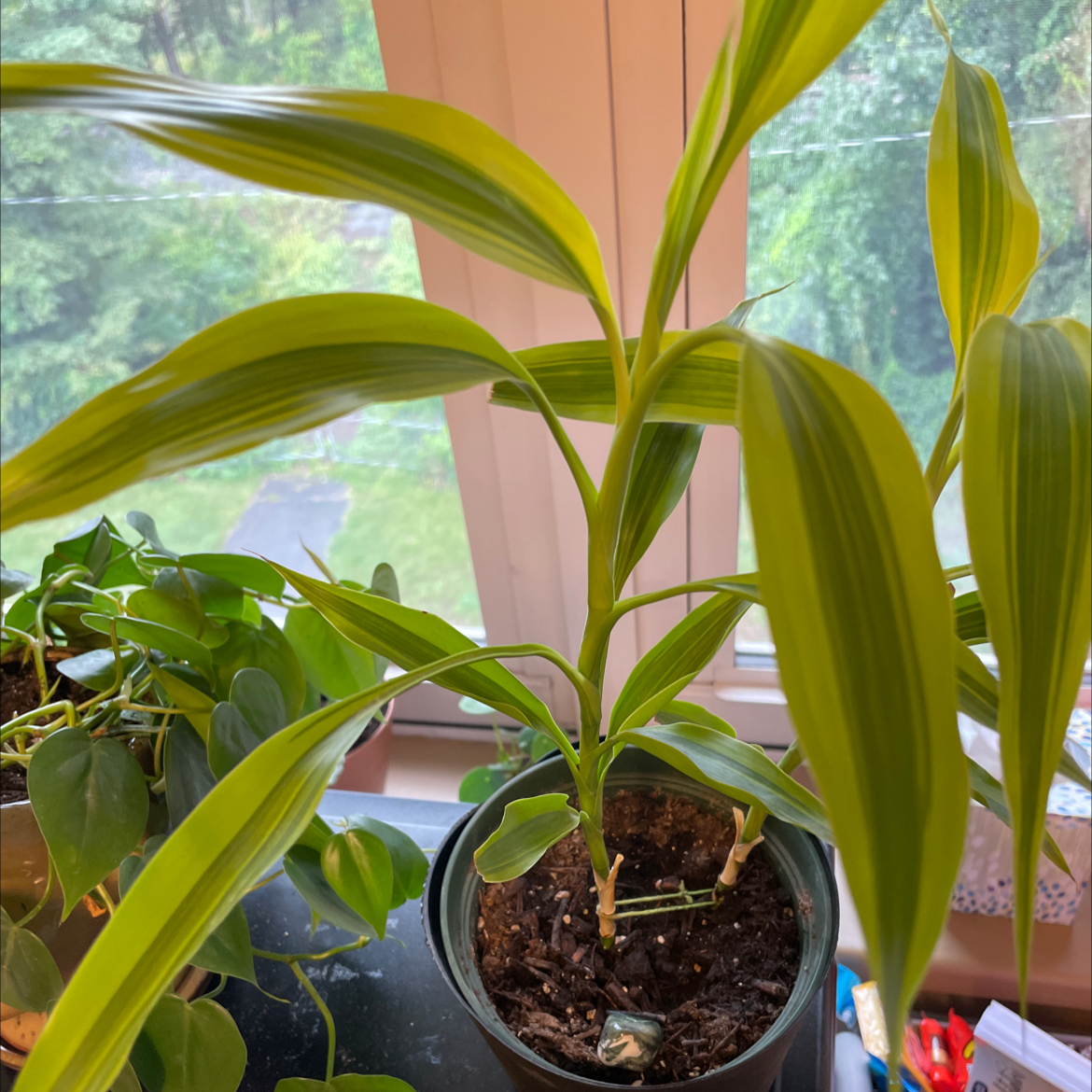 Cornstalk Dracaena plant photo by @jordanwhitney3 named Sardine on Greg, the plant care app.