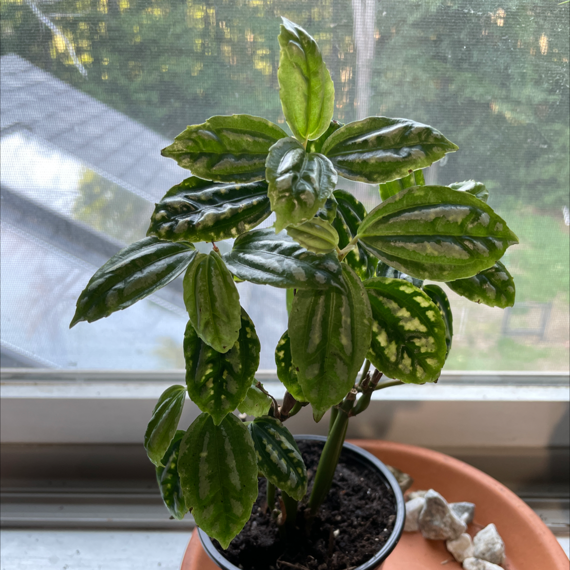 Aluminum Plant plant photo by @jordanwhitney3 named Athena on Greg, the plant care app.