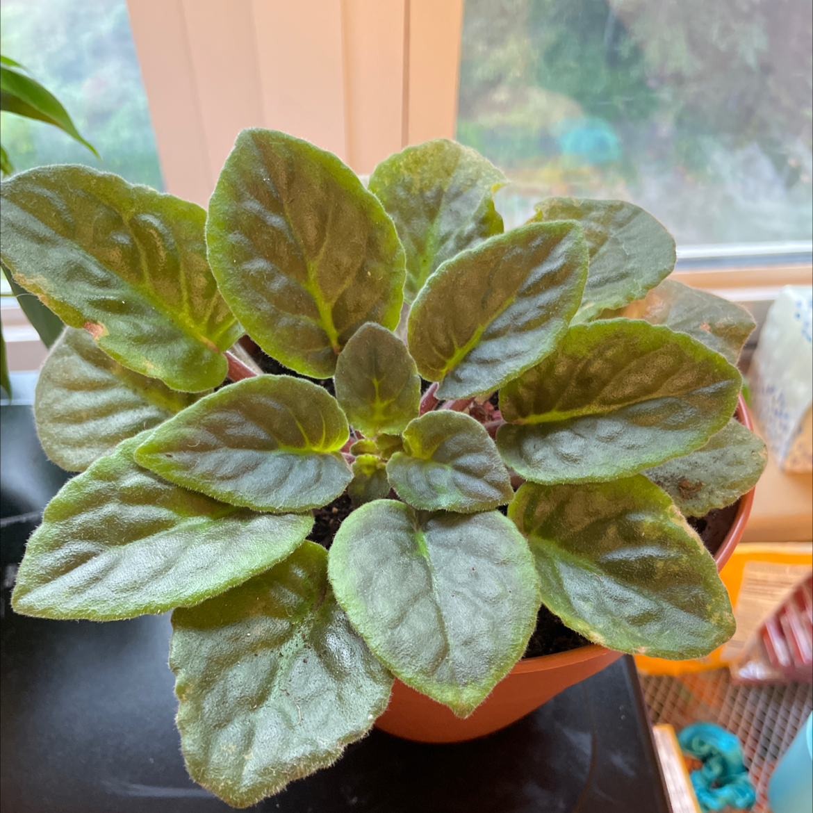 Kenyan Violet plant photo by @jordanwhitney3 named Hestia on Greg, the plant care app.
