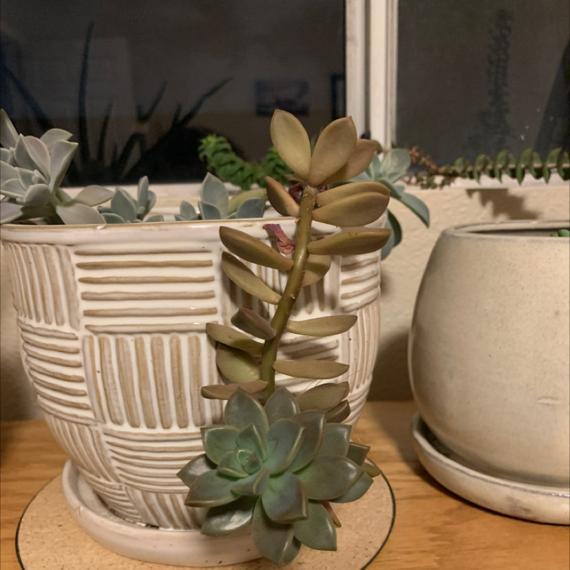 Graptosedum 'California Sunset' succulent in a decorative pot, healthy and well-framed.