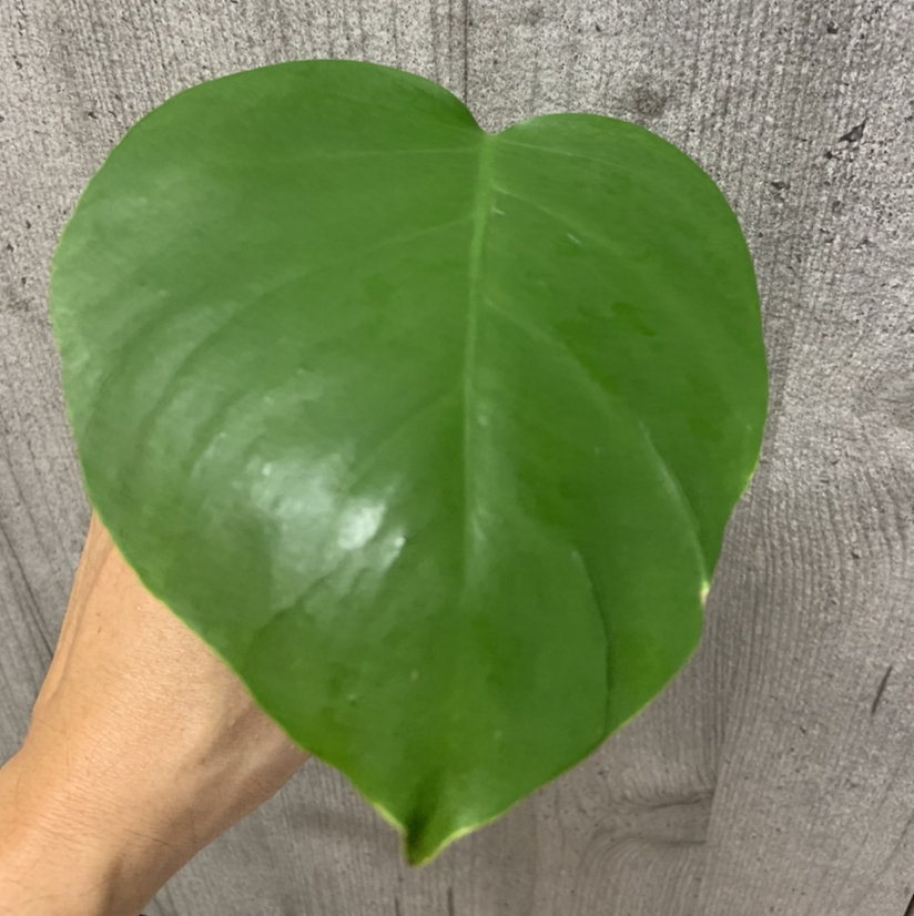 A healthy green leaf of a Monstera 'Albo' plant being held by a hand.