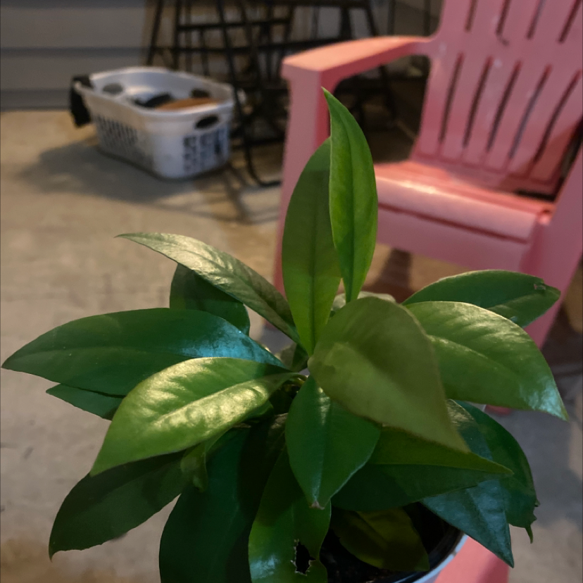 Potted Shoebutton plant with broad, glossy green leaves indoors.
