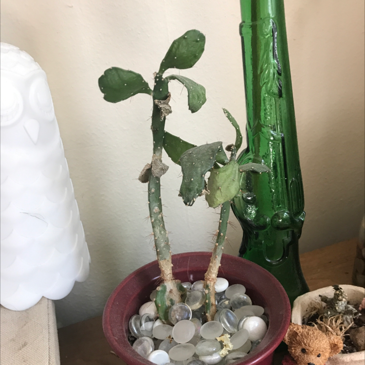 Brazilian Pricklypear plant in a pot with decorative stones, showing some leaf damage and discoloration.