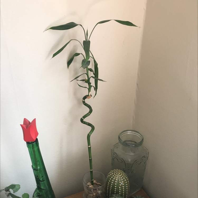 Lucky Bamboo plant photo by @catolime named Orange on Greg, the plant care app.