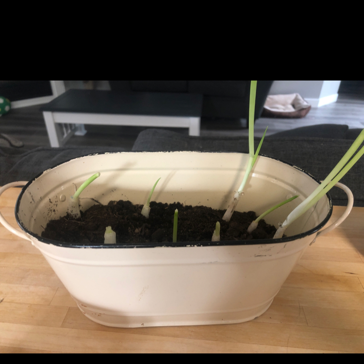 Photo of the plant species Long Green Onion by @Simplyzilcosky named Green Onion on Greg, the plant care app