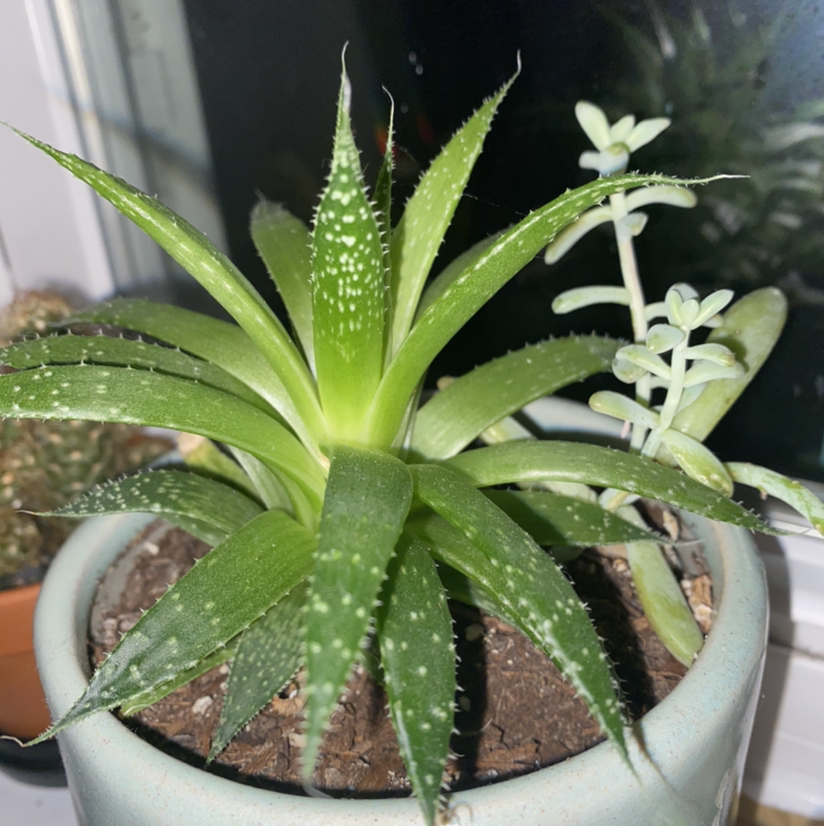 Aloe Aristata plant photo by @Justinee named Harry on Greg, the plant care app.
