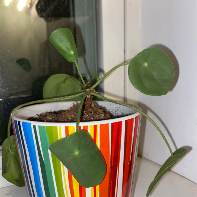 Chinese Money Plant plant photo by @Justinee named Lucille on Greg, the plant care app.