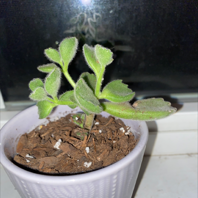 Bear's Paw plant photo by @Justinee named Oscar on Greg, the plant care app.