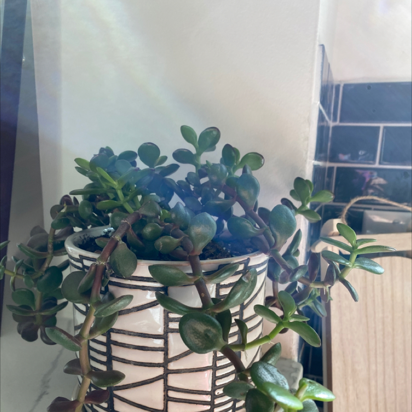 Lucky Plant plant photo by @Justinee named Ted on Greg, the plant care app.