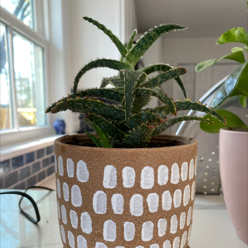 Aloe 'Christmas Carol' plant photo by @Justinee named Barb on Greg, the plant care app.