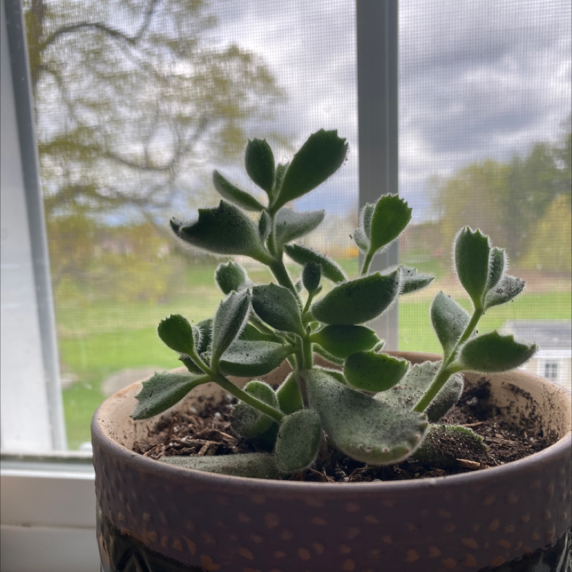 Bear's Paw plant photo by @Justinee named Peter on Greg, the plant care app.
