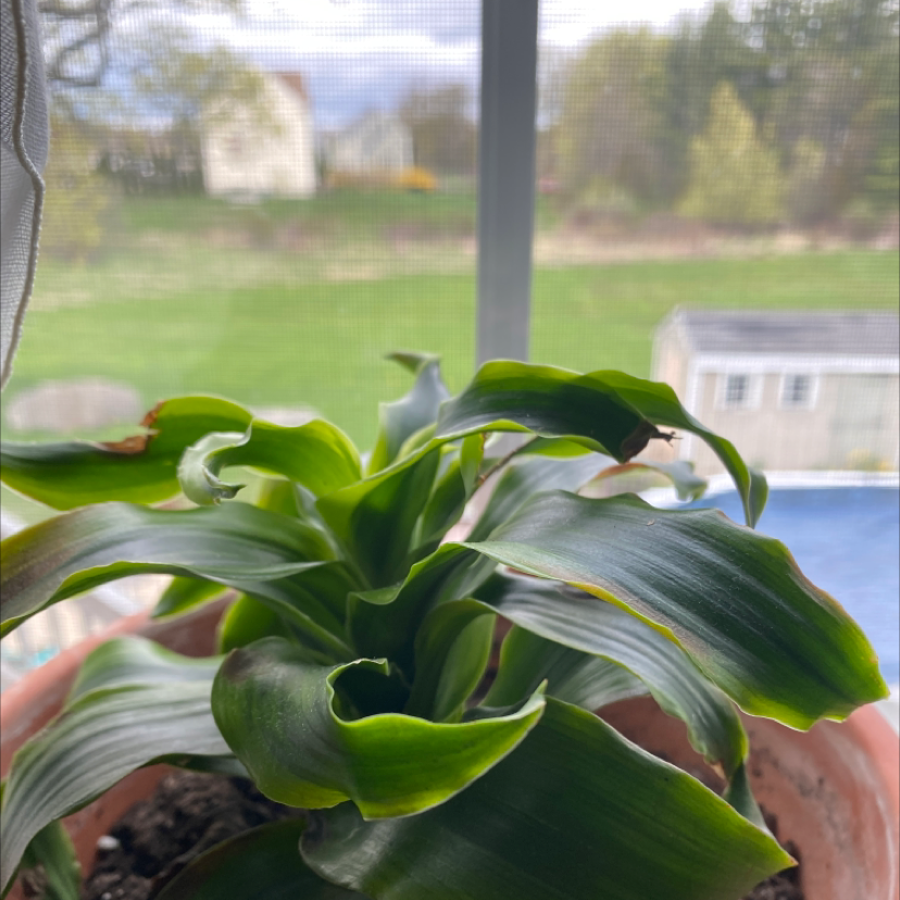 Cornstalk Dracaena plant photo by @Justinee named Emerson on Greg, the plant care app.