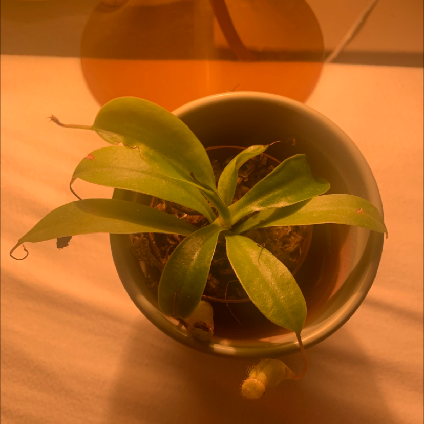 Photo of the plant species Nepenthes inermis by Mishel named Nemis on Greg, the plant care app