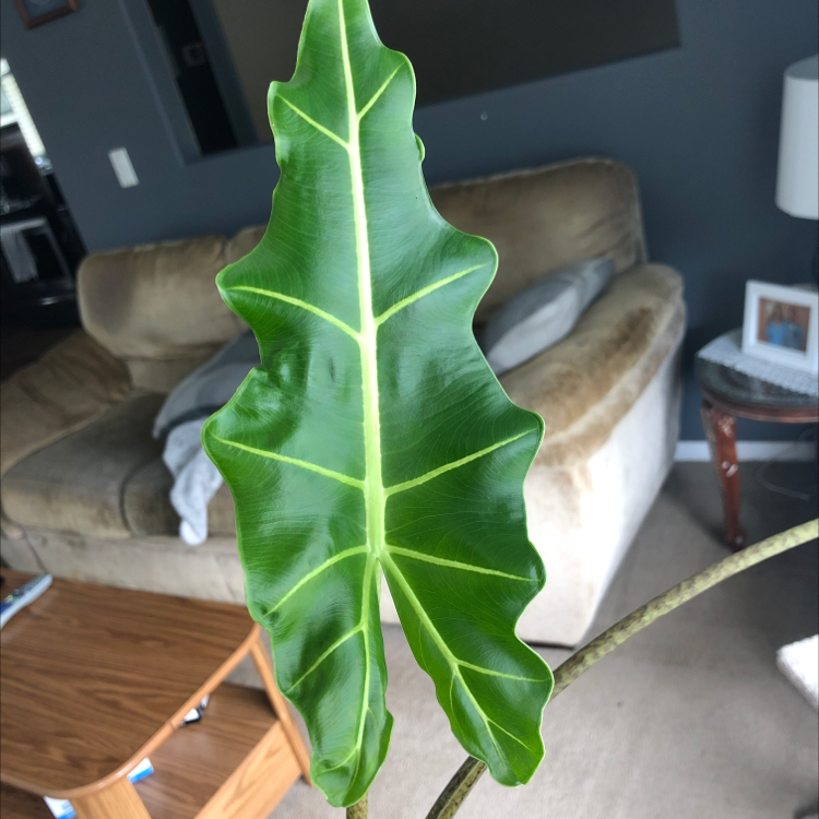 Alocasia 'Sarian' plant photo by Nicole named Alocasia on Greg, the plant care app.