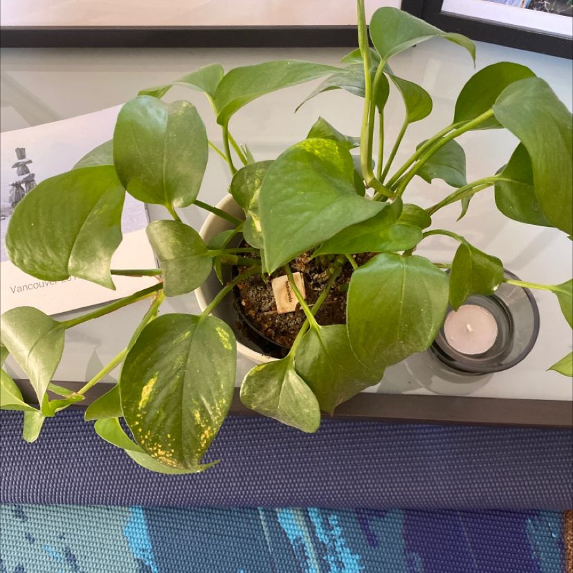 Jade Pothos plant photo by @colinm named Pothos on Greg, the plant care app.